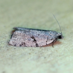 Meritastis pyrosemana at O'Connor, ACT - 24 Apr 2019 11:32 PM
