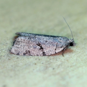Meritastis pyrosemana at O'Connor, ACT - 24 Apr 2019 11:32 PM