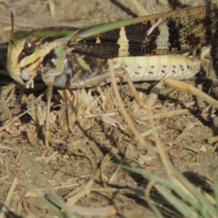 Gastrimargus musicus (Yellow-winged Locust or Grasshopper) at Paddys River, ACT - 12 Mar 2019 by michaelb