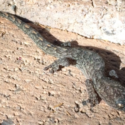 Christinus marmoratus (Southern Marbled Gecko) at Theodore, ACT - 28 Apr 2019 by simonkel