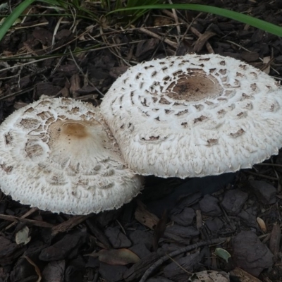 Chlorophyllum/Macrolepiota sp. (genus) at Kambah, ACT - 6 Apr 2019 by HarveyPerkins