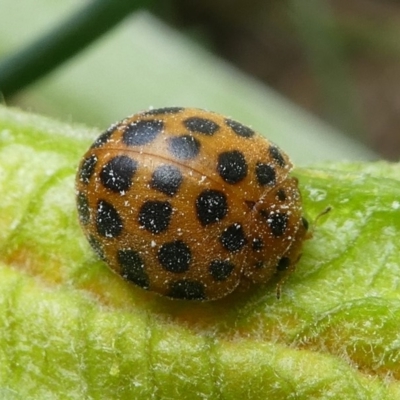 Epilachna sumbana (A Leaf-eating Ladybird) at Kambah, ACT - 14 Apr 2019 by HarveyPerkins