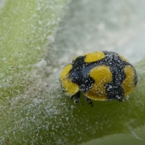 Illeis galbula at Kambah, ACT - 14 Apr 2019