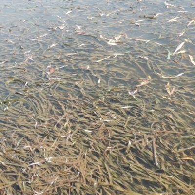 Vallisneria australis (Ribbonweed, Eelweed) at Point Hut to Tharwa - 12 Mar 2019 by MichaelBedingfield