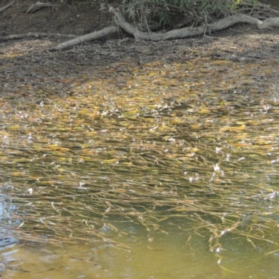 Vallisneria australis (Ribbonweed, Eelweed) at Paddys River, ACT - 12 Mar 2019 by michaelb