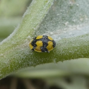 Erysiphaceae (family) at Kambah, ACT - 14 Apr 2019 02:10 PM