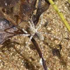 Pisauridae (family) (Water spider) at Paddys River, ACT - 20 Apr 2019 by HarveyPerkins