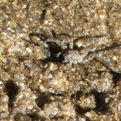 Pisauridae (family) at Paddys River, ACT - 20 Apr 2019 03:02 PM