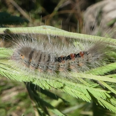 Orgyia anartoides (Painted Apple Moth) at Paddys River, ACT - 20 Apr 2019 by HarveyPerkins