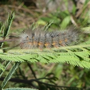 Orgyia anartoides at Paddys River, ACT - 20 Apr 2019