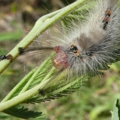 Orgyia anartoides at Paddys River, ACT - 20 Apr 2019