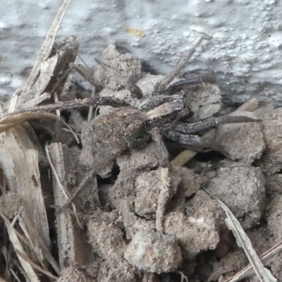 Venatrix pseudospeciosa (Wolf spider) at Kambah, ACT - 22 Apr 2019 by HarveyPerkins