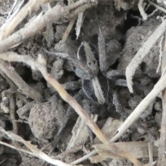 Venatrix pseudospeciosa (Wolf spider) at Kambah, ACT - 22 Apr 2019 by HarveyPerkins