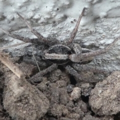 Venatrix pseudospeciosa at Kambah, ACT - 22 Apr 2019 04:10 PM