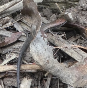 Lampropholis delicata at Kambah, ACT - 22 Apr 2019