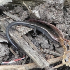 Lampropholis delicata at Kambah, ACT - 22 Apr 2019