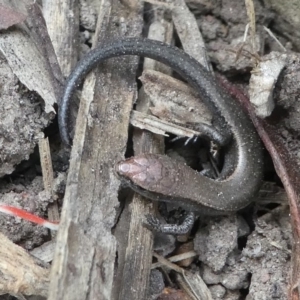 Lampropholis delicata at Kambah, ACT - 22 Apr 2019