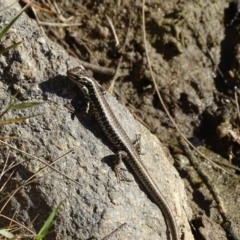 Eulamprus heatwolei (Yellow-bellied Water Skink) at Stromlo, ACT - 27 Apr 2019 by Mike