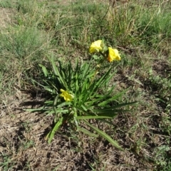 Oenothera stricta subsp. stricta (Common Evening Primrose) at UMD007: Casuarina Sands, Cotter - 27 Apr 2019 by Mike