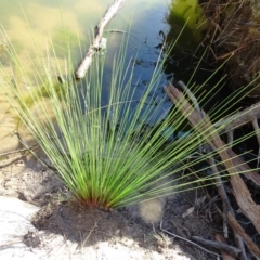 Unidentified Rush, Sedge or Mat Rush at Stony Creek - 27 Apr 2019 by Mike