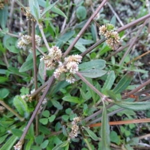 Alternanthera denticulata at Stromlo, ACT - 27 Apr 2019 03:34 PM