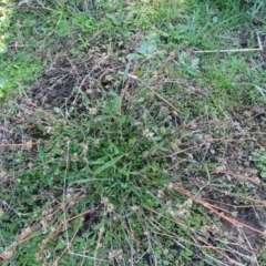 Alternanthera denticulata at Stromlo, ACT - 27 Apr 2019