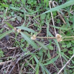 Alternanthera denticulata at Stromlo, ACT - 27 Apr 2019 03:34 PM