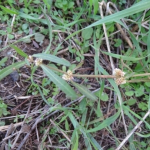 Alternanthera denticulata at Stromlo, ACT - 27 Apr 2019