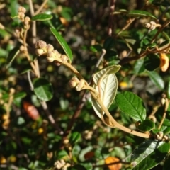 Pomaderris betulina subsp. betulina (Birch Pomaderris) at Stromlo, ACT - 27 Apr 2019 by Mike