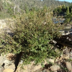 Pomaderris betulina subsp. betulina at Stromlo, ACT - 27 Apr 2019