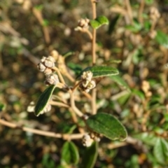 Pomaderris betulina subsp. betulina at Stromlo, ACT - 27 Apr 2019