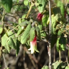 Correa reflexa var. reflexa at Stromlo, ACT - 27 Apr 2019