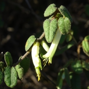 Correa reflexa var. reflexa at Stromlo, ACT - 27 Apr 2019