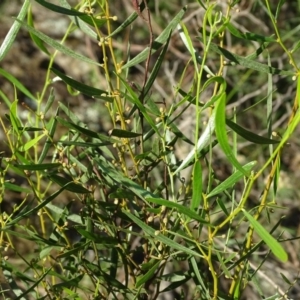 Acacia dawsonii at Stromlo, ACT - 27 Apr 2019 03:58 PM