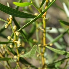 Acacia dawsonii at Stromlo, ACT - 27 Apr 2019 03:58 PM