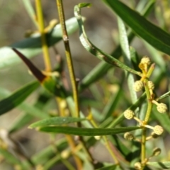 Acacia dawsonii at Stromlo, ACT - 27 Apr 2019