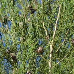 Callitris endlicheri (Black Cypress Pine) at Stromlo, ACT - 27 Apr 2019 by Mike