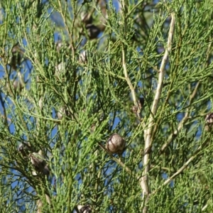 Callitris endlicheri at Stromlo, ACT - 27 Apr 2019