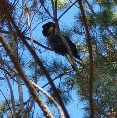 Zanda funerea (Yellow-tailed Black-Cockatoo) at Denman Prospect, ACT - 28 Apr 2019 by AaronClausen