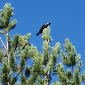 Zanda funerea at Denman Prospect, ACT - 28 Apr 2019 11:52 AM