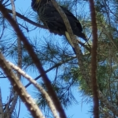 Zanda funerea at Denman Prospect, ACT - 28 Apr 2019 11:52 AM