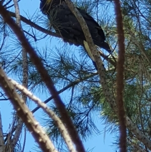 Zanda funerea at Denman Prospect, ACT - 28 Apr 2019