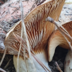 Lactarius deliciosus at Denman Prospect, ACT - 28 Apr 2019