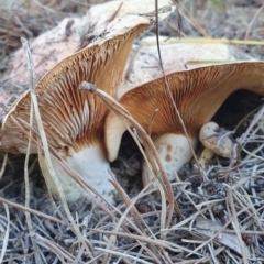 Lactarius deliciosus at Denman Prospect, ACT - 28 Apr 2019