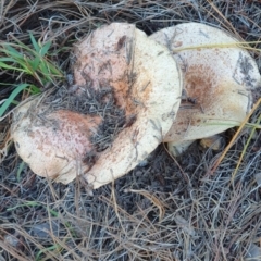 Lactarius deliciosus at Denman Prospect, ACT - 28 Apr 2019