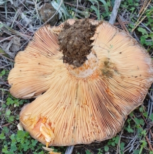 Lactarius deliciosus at Denman Prospect, ACT - 28 Apr 2019 12:36 PM