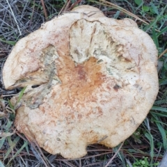 Lactarius deliciosus at Denman Prospect, ACT - 28 Apr 2019 12:36 PM