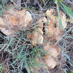 Lactarius deliciosus at Denman Prospect, ACT - 28 Apr 2019