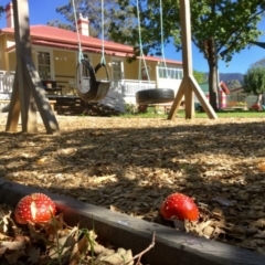 Amanita muscaria (Fly Agaric) at Rocky Hall, NSW - 28 Apr 2019 by Rhps