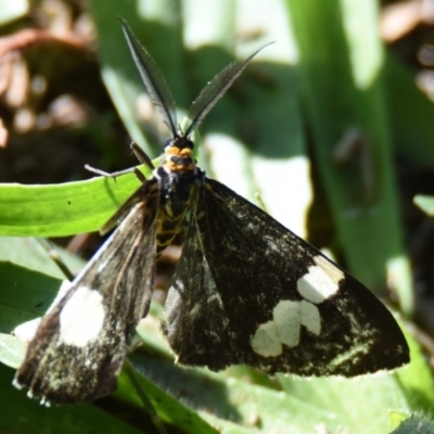Nyctemera amicus (Senecio Moth, Magpie Moth, Cineraria Moth) at Belconnen, ACT - 28 Apr 2019 by Thurstan